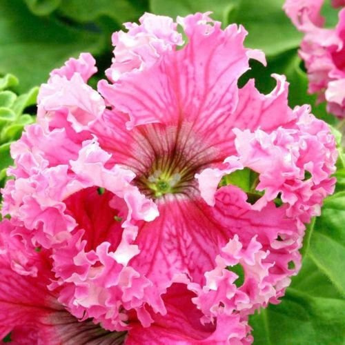 50 pellettato Petunia Semi Frillytunia Rose Tunia frilly