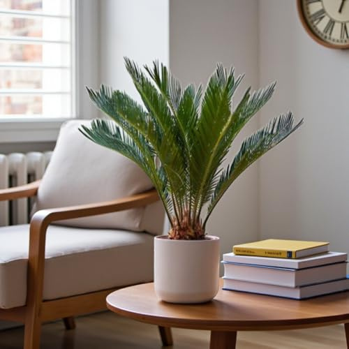 Carbeth Plants Sago Palm in 12cm Pot - Cycas Revoluta - Architectural Indoor Palm with Glossy Fronds – Low Maintenance Statement Houseplant for Home & Office