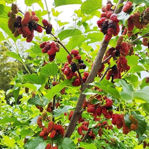 Maulbeerbaum, säulenobstbäume obstbaum Maulbeeren, winterharte für garten obstbäume kaufen seltene 600Samen