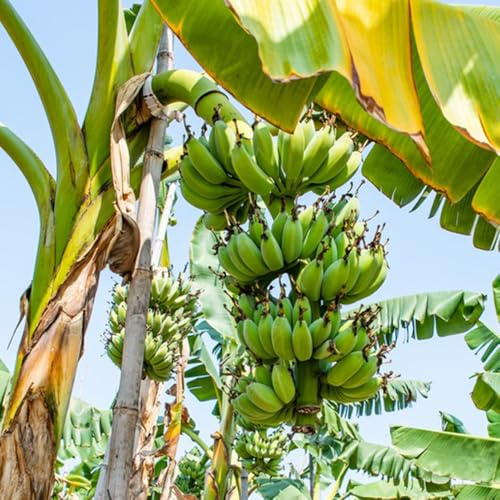 bananenbaum bananensamen baumsamen gartendeko für draußen bananen bio obstbäume kaufen topfpflanzen draußen winterhart blühend seltene säulenobstbäume winterharte garten kübelpflanzen 40samen
