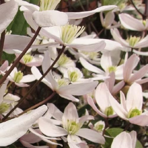 Waldrebe 'Apple Blossom' - Clematis armandii ‘Apple Blossom' - 50-60 cm Topf