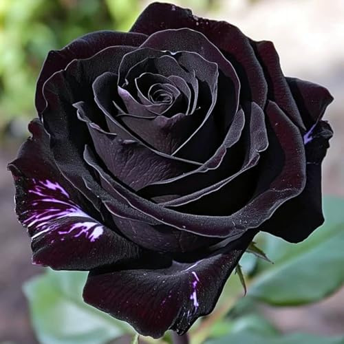 Brillantes Rosen-Rhizom, Überraschend wachsend, Winterhart Mehrjährig, Geeignet für Frühling und Herbst, Kein Gießen Erforderlich-1 Rhizom-E