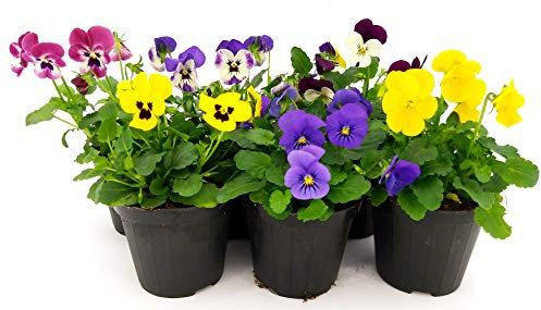 POWERS TO FLOWERS - VIOLE DEL PENSIERO, VIOLA A FIORE PICCOLO, SET 6 PIANTE, Vaso 10,5cm diametro, piante vere