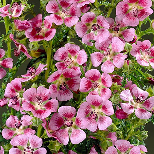 Anisodontea Elegans Princess - Cape Mallow | Evergreen Flowering Garden Shrub (15-30cm Incl. Pot)