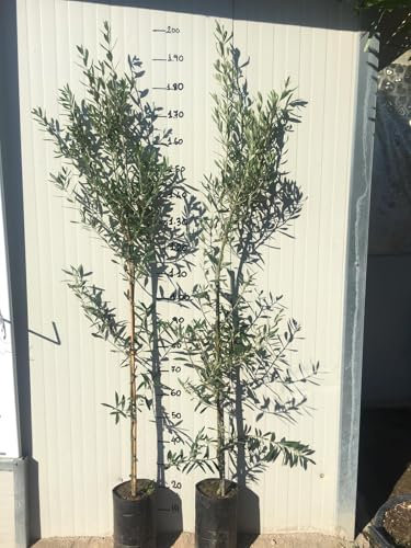 Pianta di Ulivo Cipressino Vera - Ulivo in vaso, H 180cm, Ideale per esterni, Pianta da olio e ornamenti, olivo cipressino autosterile