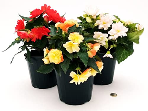 POWERS TO FLOWERS - BEGONIA PENDULA DA BALCONE TRIS, A FIORE CHAMPAGNE, BIANCO e ROSSO, 3 PIANTE VASO 14 CM, piante vere