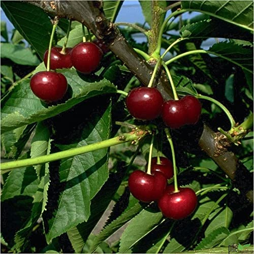 Kirschbaum Van | 80-120 cm Lieferhöhe | mittelfrüh festfleischig als Terrassenobst |