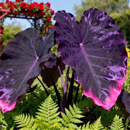 Oreja de Elefante Poderosa/Hojas Enormes de Oreja de Elefante/Paisajismo de Jardín/Perenne Resistente al Frío-5 PCS-I