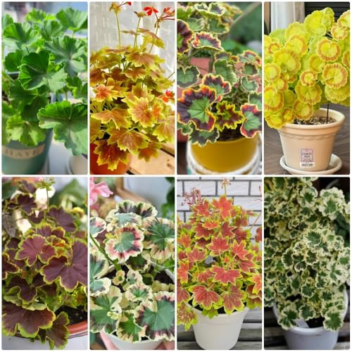 Semillas de geranio, semillas de exóticas Pelargonium hortorum, semillas de para lugares soleados jardín 50pcs