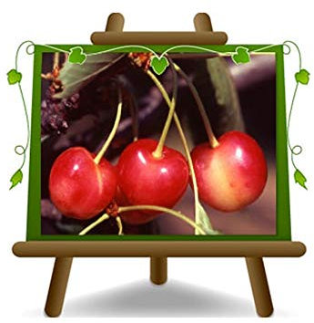 EURO PLANTS VIVAI Ciliegio Dolce Graffione - Pianta da Frutto su Vaso da 20 - Pianta Max 170 cm - 2 Anni