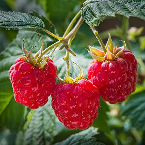 Raspberry Canes 'Heritage' Autumn Fruiting Rubus idaeus Hardy Shrub Easy to Grow Your Own Garden Raspberries Fruit Plants 6X Bare Root Canes by Thompson and Morgan (6)