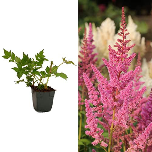 Astilbe Plants in 1L Pots - Mixed Varieties - Ideal for Borders and Planters - Can Be Used As A Cut Flower (Visions in Pink)