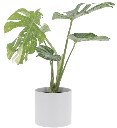 KENTIS - Monstera Thai Constellation - Piante Rare da Interno Ornamentali - Pianta Vera da Appartamento Purifica Aria - H 60/70 cm Vaso Ø 17 cm