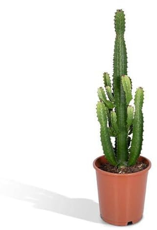 Euphorbia Acrurensis – Ø 24 cm – 60 cm