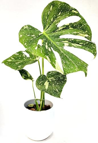 POWERS TO FLOWERS - PHYLODENDRON PERTUSUM, MONSTERA DELICIOSA VARIEGATA, THAI COSTELLATION, IN VASO CERAMICA BIANCO SFERICO, VASO 14CM DIAMETRO, pianta vera