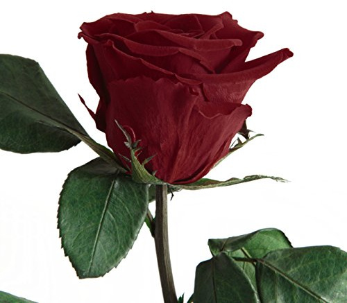Infinity Rose Dunkelrot - echte Rose konserviert haltbar 3 Jahre 45-50cm in Box - ewige Rose mit Stengel für Blumenvase rotes Wohnaccessoires Deko modern und Liebesgeschenke für Frauen (Burgundy)