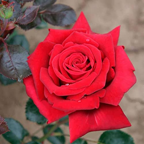 les colis noirs lcn Lot de 20 Graine Rose Rosier Rouge