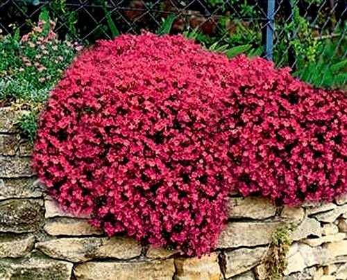 Rock Cress Seeds Cascading Red - Heirloom Groundcover Seeds Perennial 50ct Pack