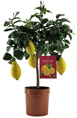 Pianta di Limone - Citrus Limon - H70cm - vaso ø18