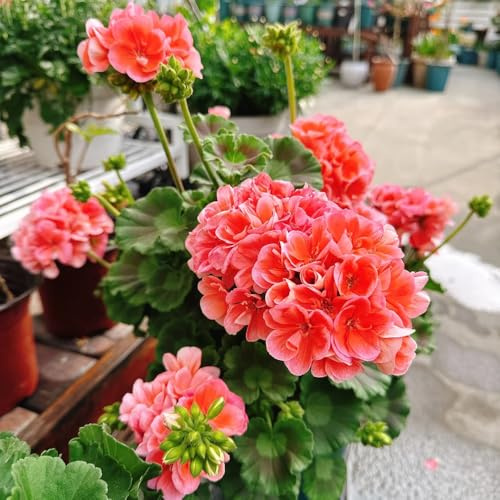 geranien, balkongarten kletterpflanzen seltene steingarten zimmerbonsai gartenpflanzen gartenblumen balkonblumen gartendeko für draußen dekoration wohnzimmer bodendecker stauden 700samen