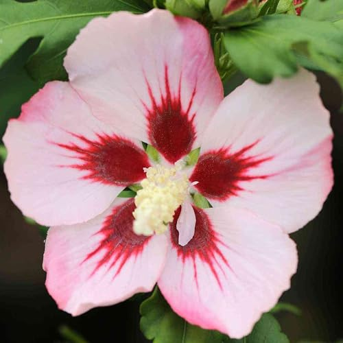 Hibiskus Garteneibisch Hamabo - Hibiscus syriacus - winterhart und mehrjährig - 1 Zierstrauch von Garten Schlüter - Pflanzen in Top-Qualität 40-60 cm