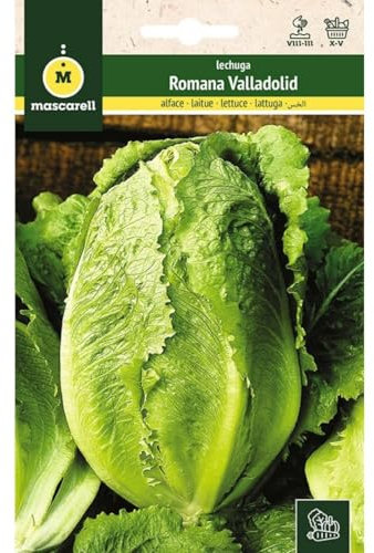 Mascarell Semillas, LECHUGA, Semillas Huerto, LECHUGA ROMANA VALLADOLID SEL. VILMA, Crea tu Propio Huerto Urbano y Cultivo en Casa, Plantas Hortícolas, 3 Gramos