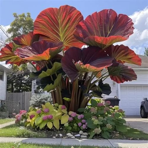 HGJKYTFCDG Elefante orecchio rizomi – Acquista alocasia – Varietà antigelo per giardino tropicale & luce balcone-4radici-H