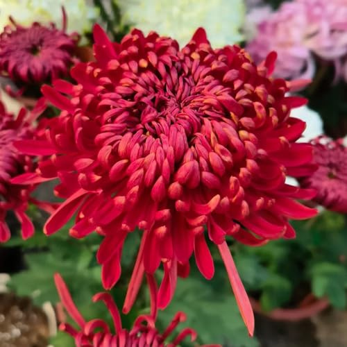 Chrysantheme, wohnzimmer deko balkonpflanzen exotische geschenke für gartenliebhaber steingartenpflanzen winterhart gartendeko für draußen balkongewächshäuser blumendeko seltene 160Samen
