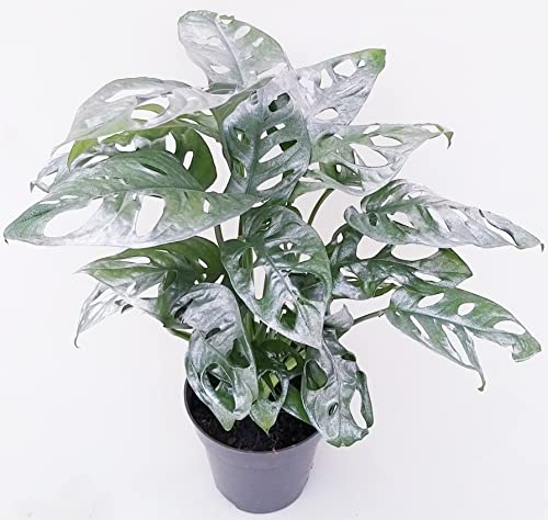 POWERS TO FLOWERS - MONSTERA OBLIQUA MONKEY COLOR LIFE ARGENTO, PHYLODENDRON, pianta vera