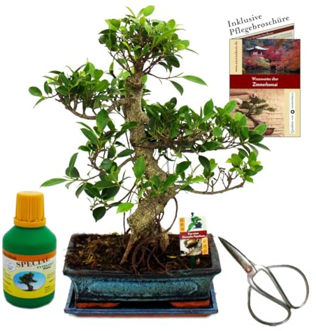Bonsaï, figuier, Ficus retusa, env. 12-15 ans, bol de 30 cm, coffret cadeau avec ciseaux et engrais