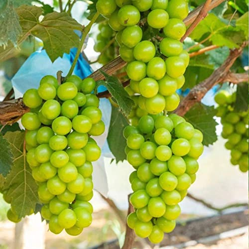 Saterkali Semi D'uva, 100 Pezzi di Semi di Frutta Dolce produttivo all'aperto Giardino Shine-Muscat UVA piantare Semi per la casa Semi