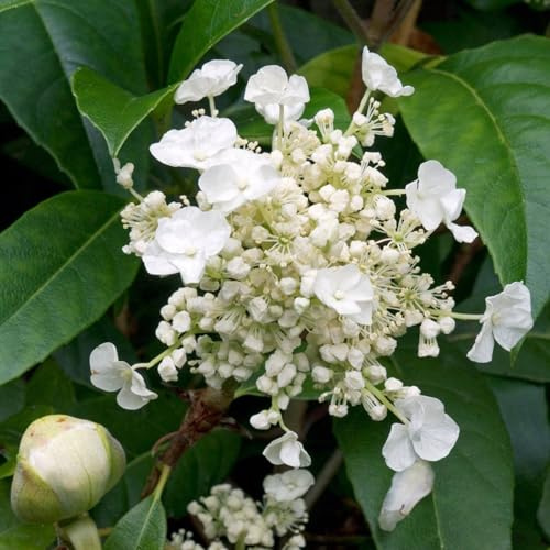 Vivai le Georgiche - Pianta vera di Hydrangea seemannii Ortensia di Seemann - vaso Ø 15 cm - altezza alla vendita 40-60 cm