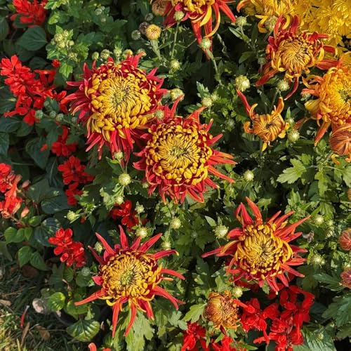 crisantemi, rampicante rara balcone serra interna da appartamento esotiche da giardino roccioso giardino Aiule rialzate per il 150semi
