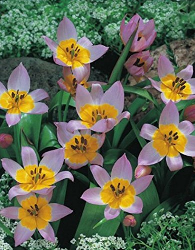 Wildtulpen Saxatilis Botanische Tulpen Tulpenzwiebeln (25 Blumenzwiebeln)