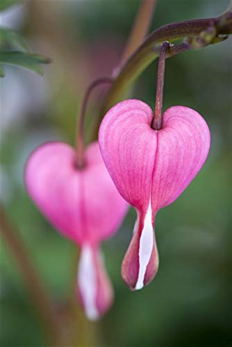 Tränendes Herz Dicentra spectabilis Staude im Topf winterhart mehrjährig