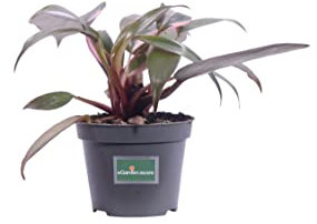 Pianta di Philodendron Pink Princess pianta di Filodendro pianta da interno pianta tropicale pianta ornamentale di Philodendron Pink Princess pianta variegata pianta vera venduta da eGarden.store