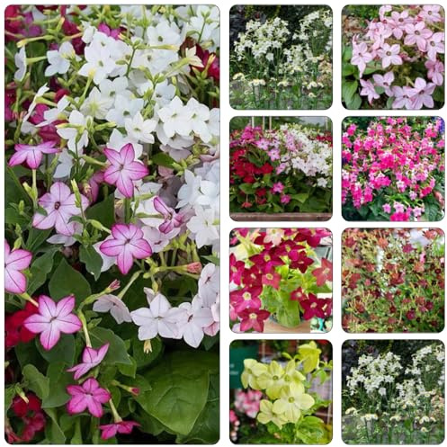 Tabacco ornamentale giardino semi giardino interni resistenti per giardini rocce estremamente resistenti selvatici 30pcs