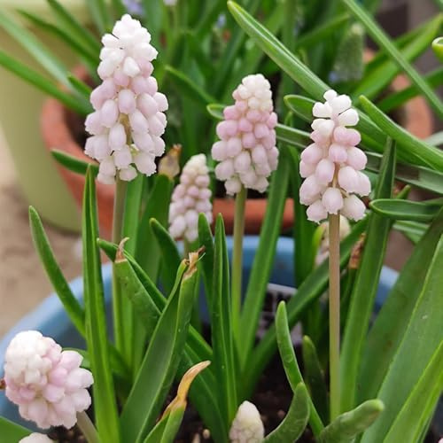 8bulbi di giacinti perenni resistenti, sono perenni, resistenti decorazione, appartamento decorazione, balcone di campo