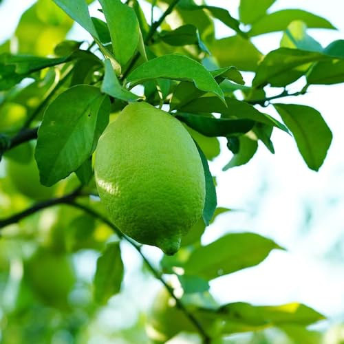 semillas de limonero - Limonero, resistentes huerta de balcón en espaldera extraño 150pcs