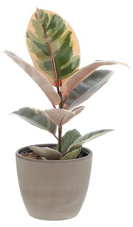 KENTIS - Ficus Robusta 'Belize' - Fico del Caucciù - Piante Vere da Appartamento - Pianta Purifica Aria Da Interno - H 40-50 cm Vaso Ø 14 cm
