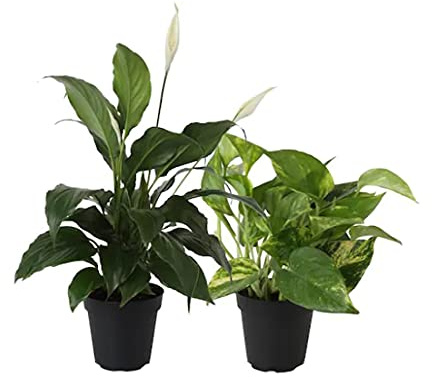 DECOALIVE Pack Plantas Interior Spathiphyllum y Potho Plantas Purificadoras del Aire, 20-40cm (8436601570277)