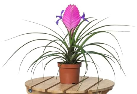 Tillandsia Natural Planta Exótica con Flores de Gran Tamaño