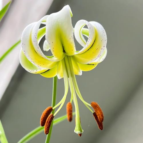 2 piezas Comprar bulbos de lirio - Lilium brownii - plantas de interior de jardín de flores reales lirios gigantes lirios arbóreos tubérculos resistentes plantar flores de primavera