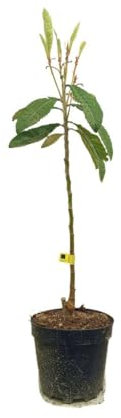 Garden Center Shop | Níspero Golden Nugget M25 90-120 cm | Frutal Japonés Precoz y Aromático | Fruta Jugosa y Sabor Dulce-Ácido | Ideal Jardines y Huertos Familiares