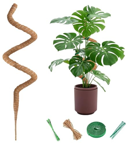 Monstera - Aiuto per malattie Monstera