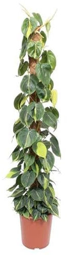 Philodendron Scandens Brasil - Bastone per muschio, 150 cm, ø27