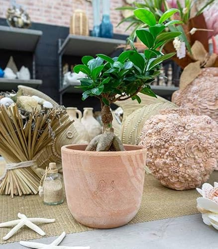 Ficus Ginseng Mini Altezza 36 cm, Pianta Vera, Pianta da Interno, con Vaso artigianale di Terracotta - Bianco Perlato