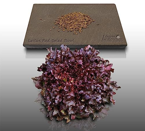 500 graines à semer - Le Grenier d'Abondance - LAITUE A COUPER Red Salad Bowl - Lactuca sativa