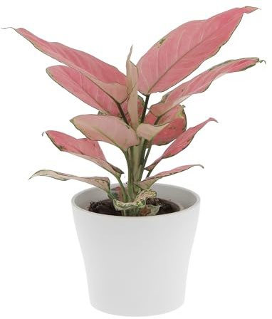 KENTIS - Aglaonema Pink Star - Piante da Interno Vere - Piante Purifica Aria da Appartamento - H 20-30 cm Vaso Ø 12 cm