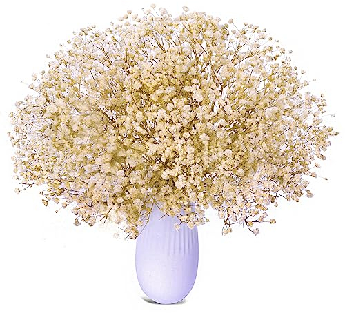 Gipizi Schleierkraut Getrocknet Weiß, Natürliche Gypsophila Getrocknet Trockenblumen über 3000+ Blütenknospe, Gypsophila Trockenblumen für Schleierkraut für Hochzeit, Heimdeko, DIY und Party